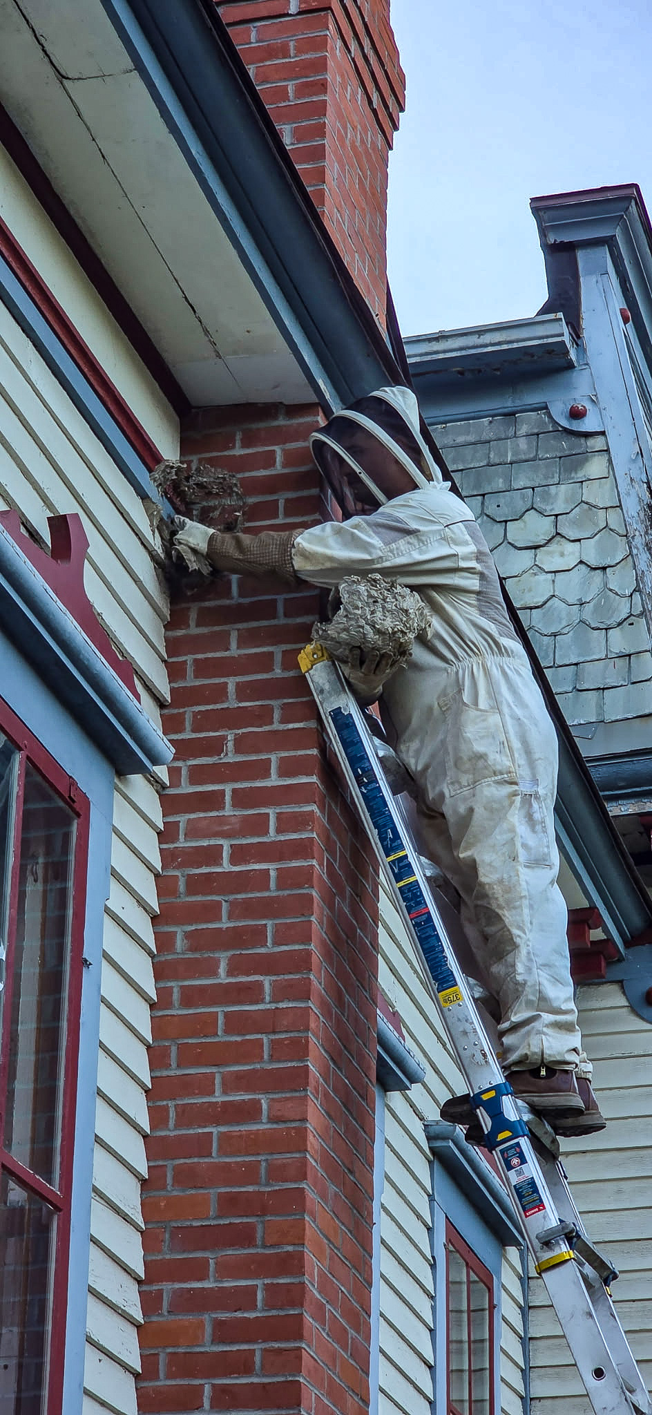 Beekeeper removing hive from house exterior wall