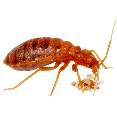Close-up of a reddish-brown bed bug insect