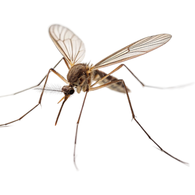 Close-up of a mosquito on transparent background