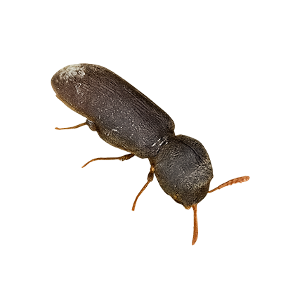 Close-up of a small brown beetle insect
