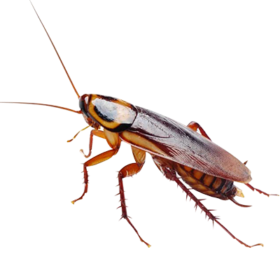 Close-up of a brown cockroach insect