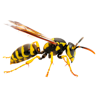 Close-up of a yellow and black wasp
