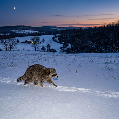Raccoon Removal service from Eco Haven